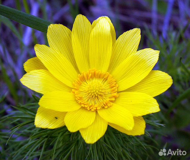 Цветок многолетний 