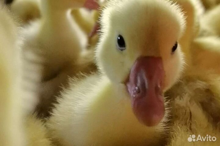 Гусята, цыплята, утята