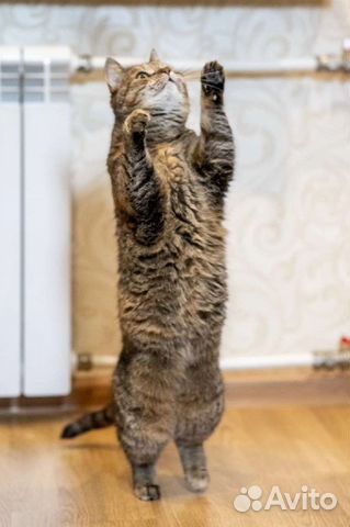 Кошки в добрые руки