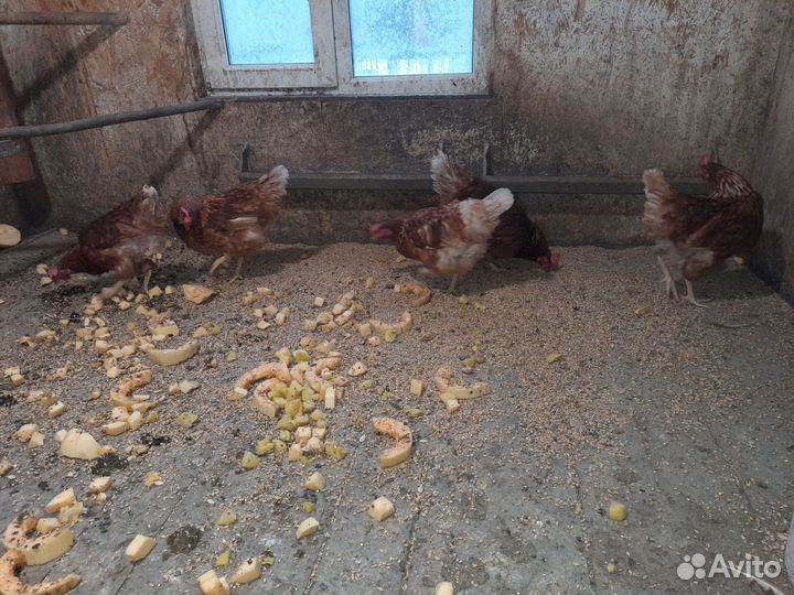 Куры несушки