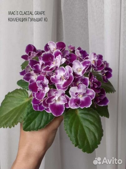 Сортовые фиалки