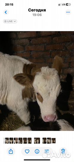 Телята телочки