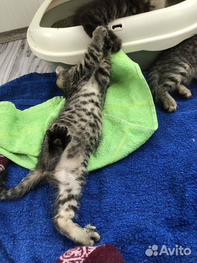 Ищем котику дом