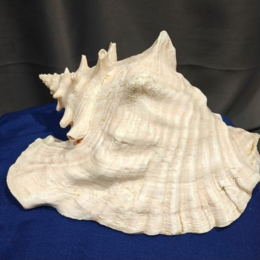 Раковина морская большая