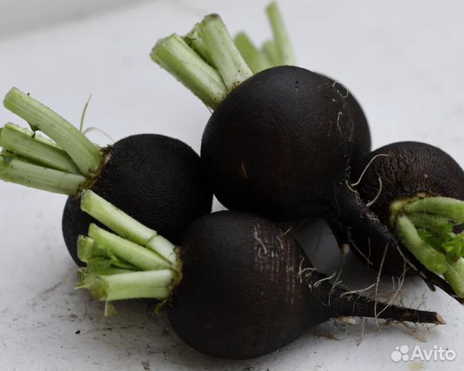 Семена Редьки 