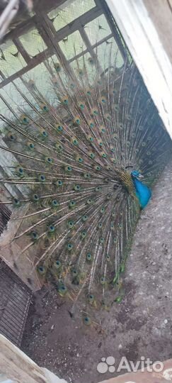 Павлины пара