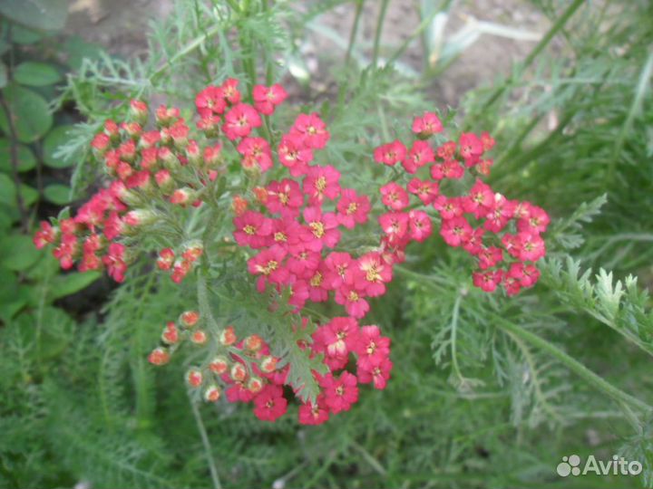 Тысячелистник Красный Бархат Red Velvet