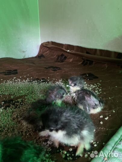 Инкубационное яйцо