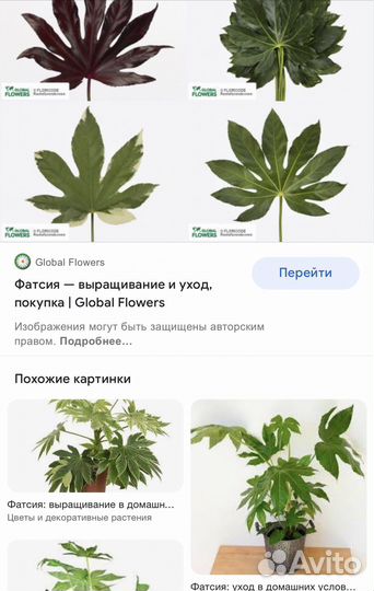 Продам цветок Фатсия, очень шикарный