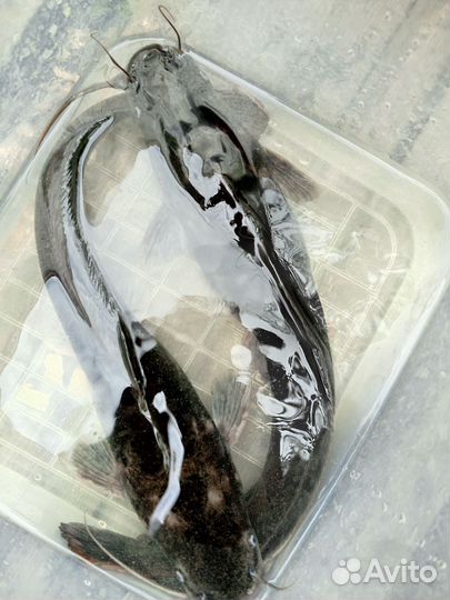 Сом африканский на зарыбление водоёма