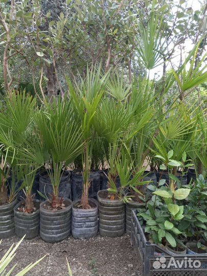 Пальма хамеропс