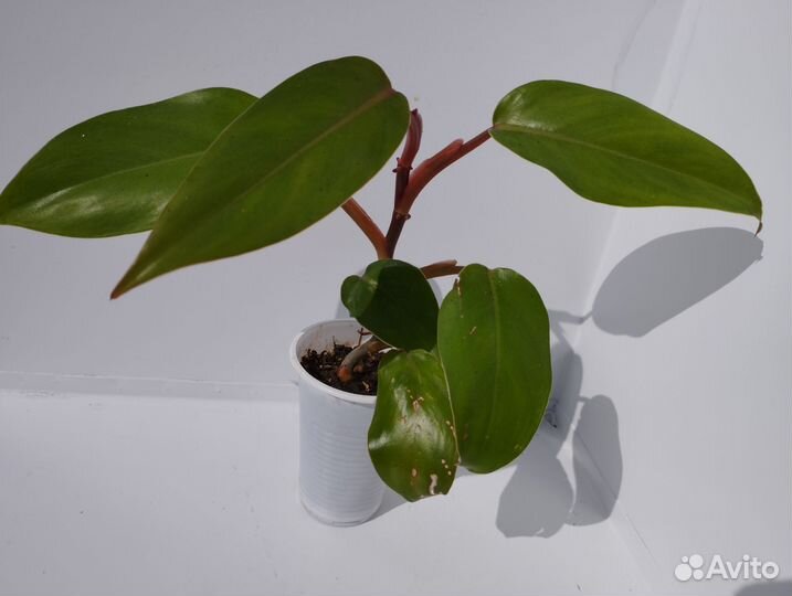 Куркума, кактусы, суккуленты,филодендрон,аглаонема