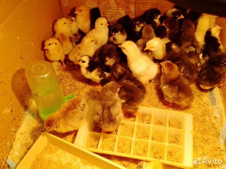 Орпингтон,Маран