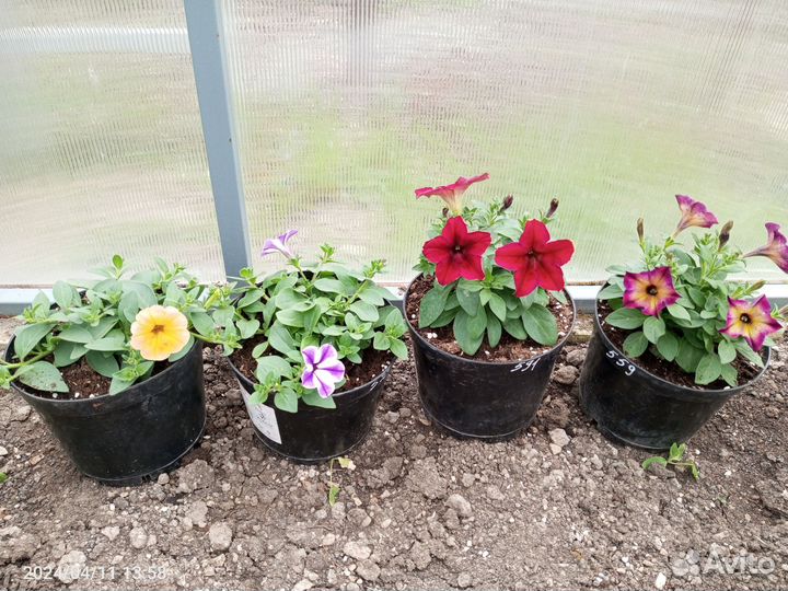 Ампельная и каскадная петуния