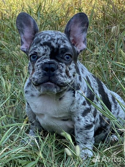 Цветные щенки Французского бульдога
