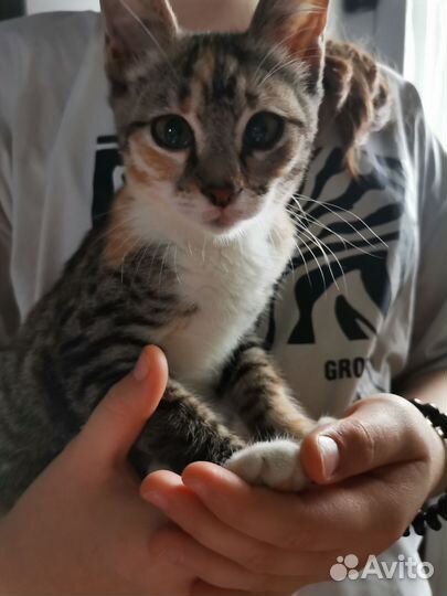Домашние животные кошка