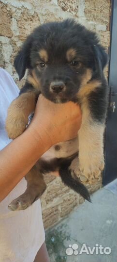 Щенки в добрые руки