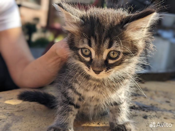 Котята сибирской кошки