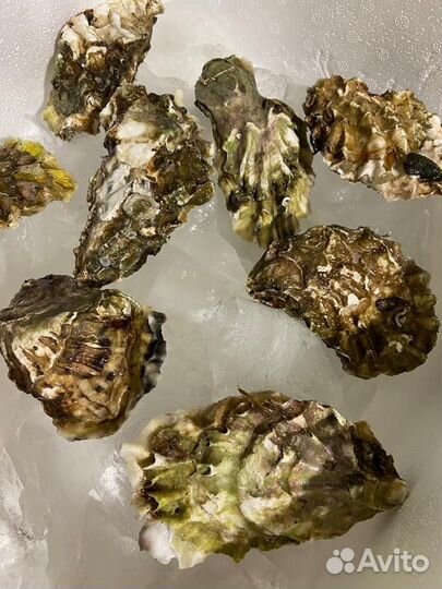 Живые устрицы и морские ежи