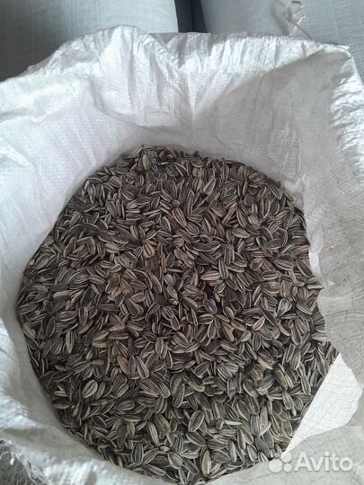 Семечки подсолнечника полосатые