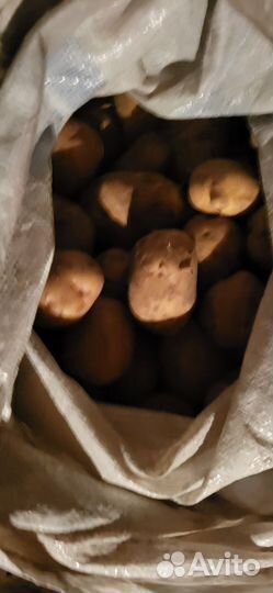 Продам картошку