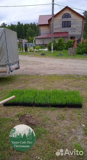 Сеянцы зкс Сосна окс Ель Лиственница Горная