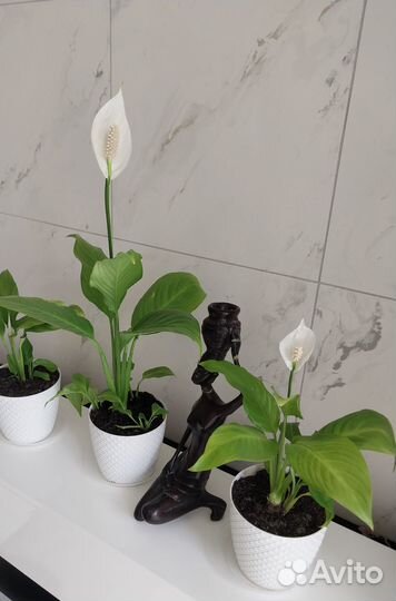 Комнатное декоративное растение спатифиллум