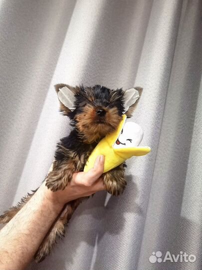 Йоркширский терьер VIP класса