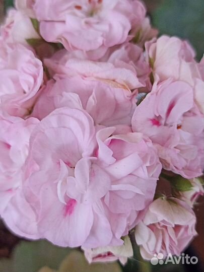 Пеларгония юг Симфония