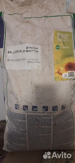 Семена подсолнечника