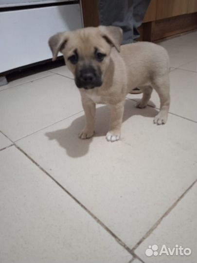 Щенок девочка стафф в добрые руки, бесплатно