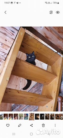 Чистокровная британка ищет хозяев