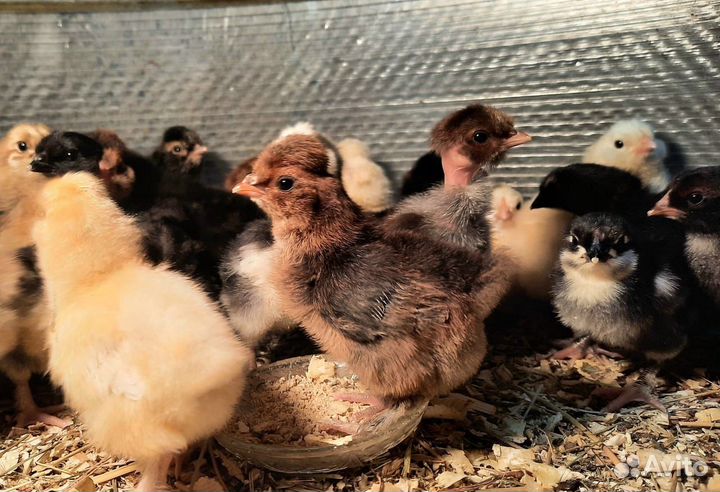 Цыплята утята индюшата крольчата