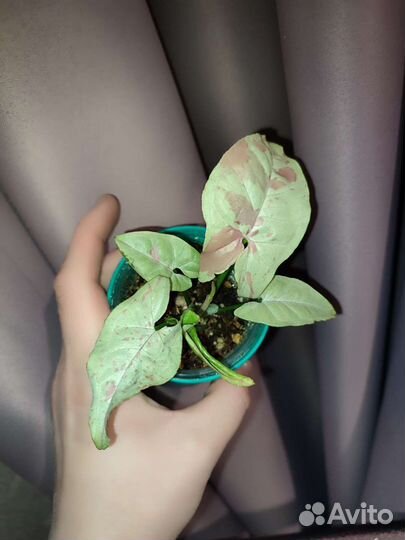 Сингрниум Милк конфетти