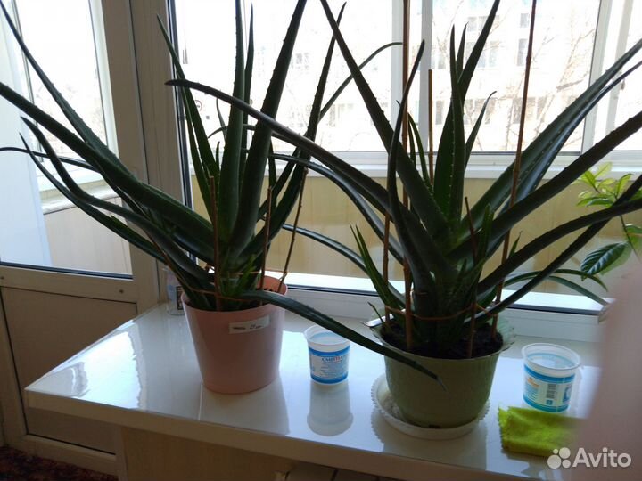 Продам цветы Алоэ