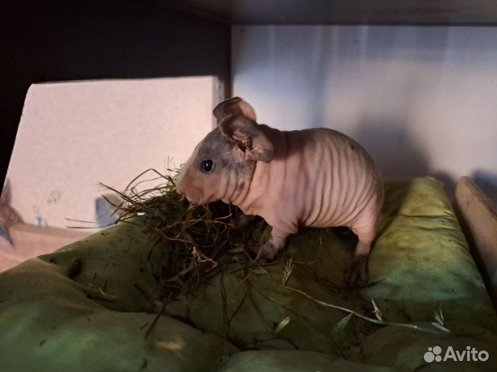 Морские свинки скинни +ген скинни крестед+корм