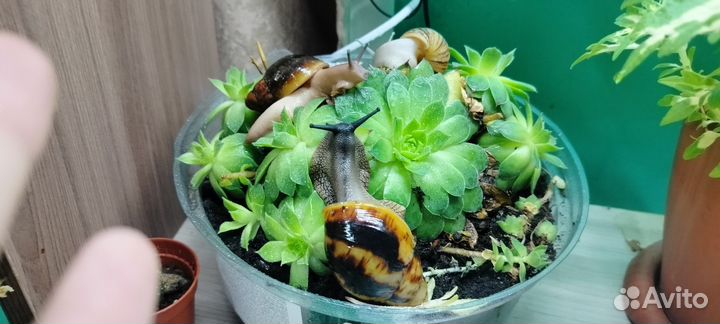 Улитки ахатины