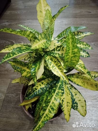 Кротон голд сан