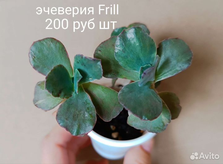 Суккуленты,есть новинки