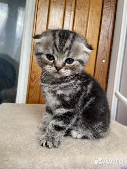 Шотландский скоттишь-фолд