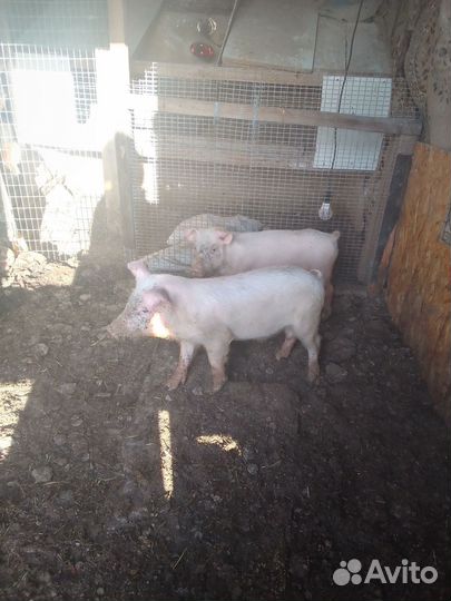 Поросенок ландрас
