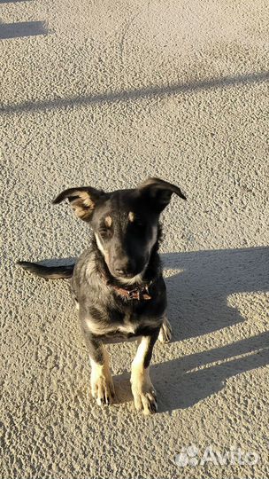 Собака дворняжка щенок