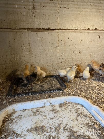 Цыплята