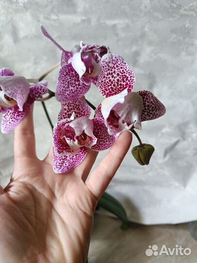 Орхидея пелор Драгон Марпл