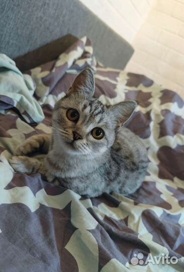 Шотланская кошка ищет дом