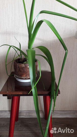 Индийский лук