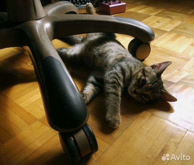 Котята ищут надёжную семью (возраст 3 месяца)