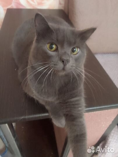 Котик в добрые руки