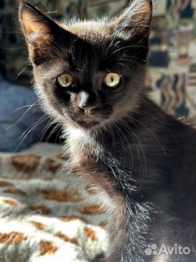 Котёнок