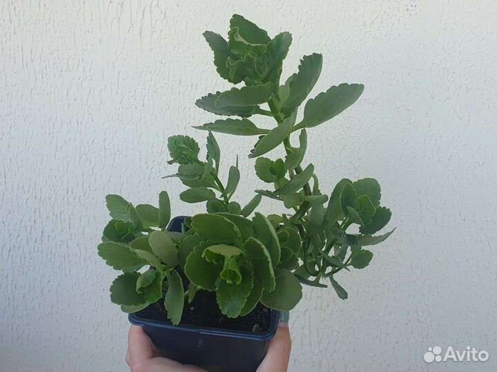 Комнатные цветы. Каланхоэ